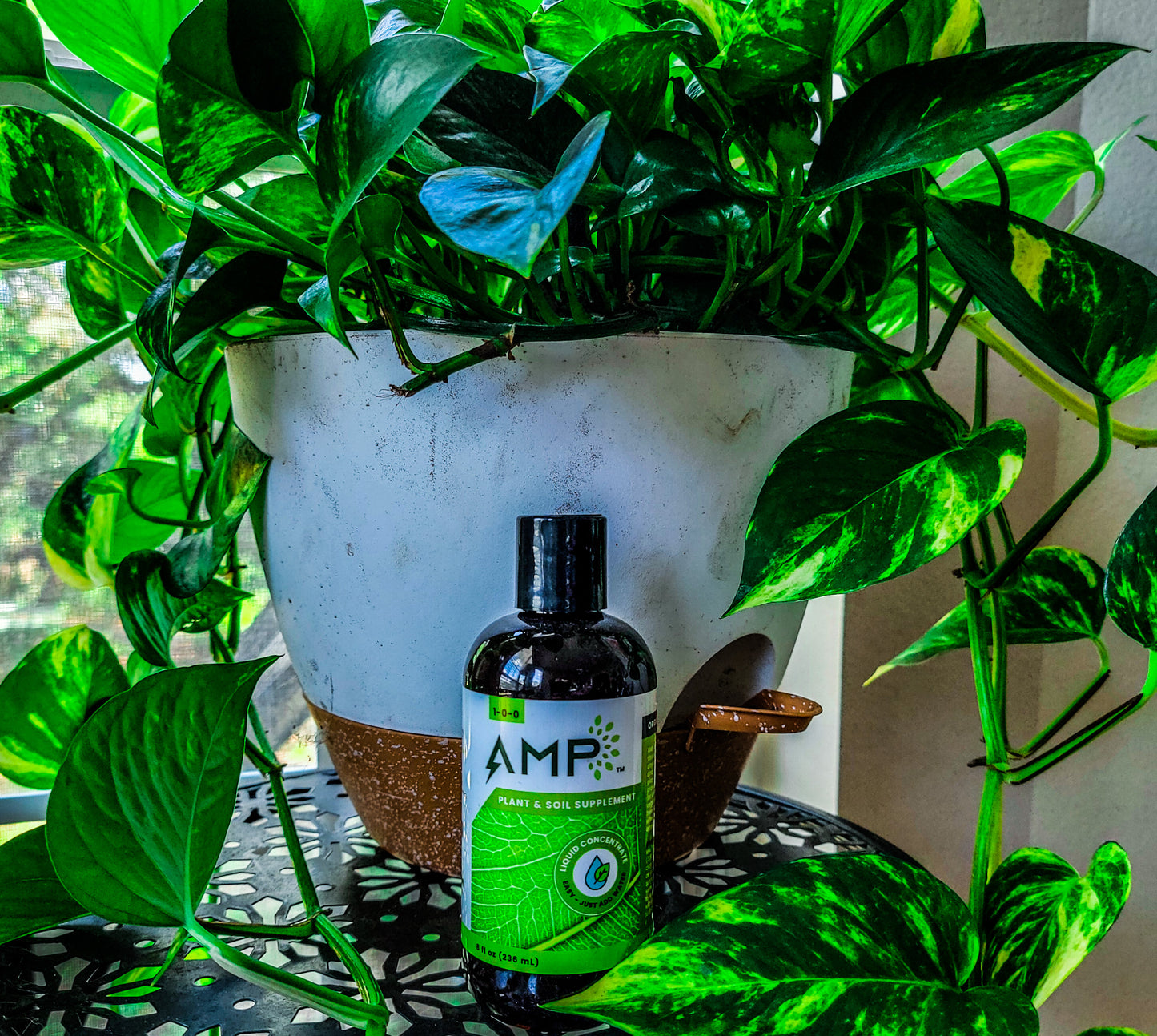 AMP Microalgae