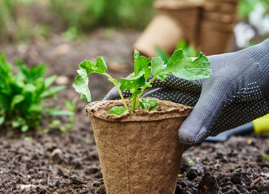 How to Improve Soil Quality to Boost Nutrient Density in Everything You Grow